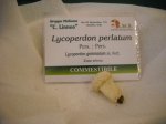 lycoperdon perlatum